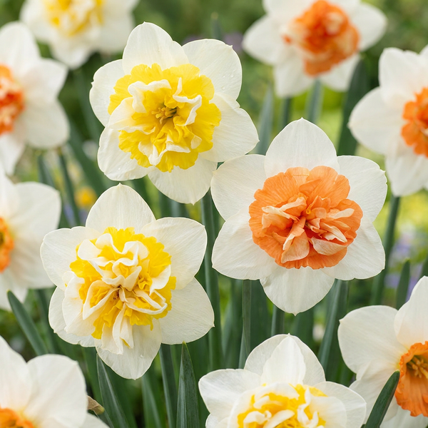 Narcisse double Macaron Bloss - calibre 12/14