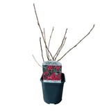 Green boutiQ - Hecken & Sträucher - Ribes sanguineum Kind Edward - Blüte Rot - 1 Pflanze - Laubabwerfend - Pflegeleicht - Topf 17cm Höhe 45cm