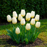 Green boutiQ - Blumenzwiebeln - Tulpe Triumph White - Farbe Weiß - 15 Stück - Zwiebelgröße 11/12 - XXL-Packung