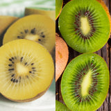 Green boutiQ - Fruitpflanze - Grüne & Gelbe Kiwi - Actinidia deliciosa Jenny & Golden Kiwi - 2 Pflanzen - Topf 15cm Höhe 50cm