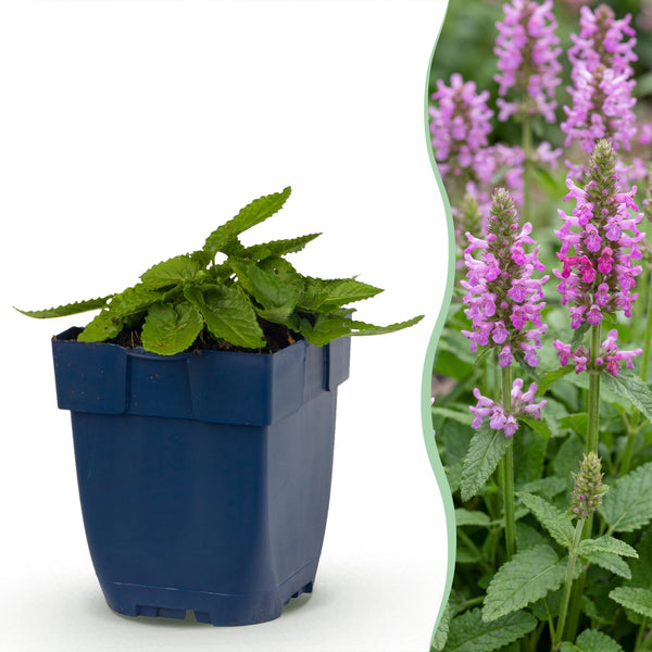 Bétoine Ukkie - H 15-25 cm, pot Ø11 cm
