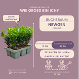 2 x 6er-Pack Buxus NewGen Freedom – Winterharte Immergrüne Sträucher 12 x Ø7 cm - ↕15 cm | Kompakter Buchsbaum