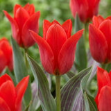 Tulipe de Greig rouge - 120 bulbes