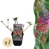 Green boutiQ - Sommerflieder - Buddleja davidii Flower Power - Blüte Orange Violett - 3 Pflanzen - 1m2 - Laubabwerfend - Schmetterlingsanziehend - Topf 17cm Höhe 30cm