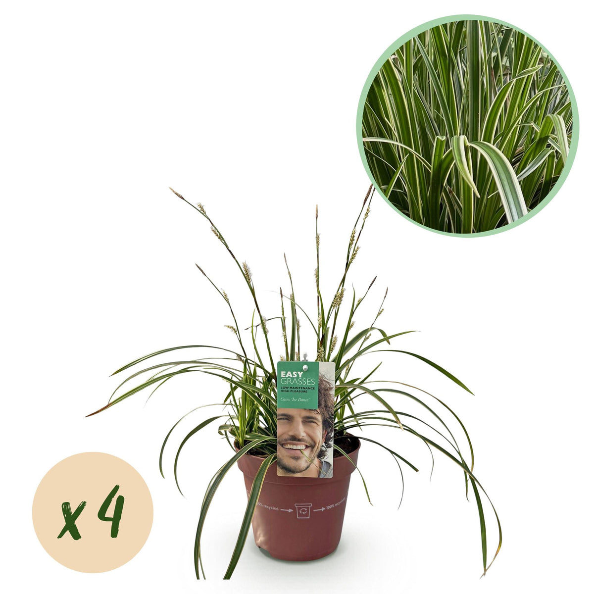 Green boutiQ - Ziergräser - Carex morrowii Ice Dance - Weiß & Grün - 4 Pflanzen - Immergrün - Wenig Pflege - Topf 17cm Höhe 50cm