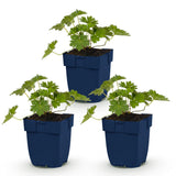 Géranium vivace Rozanne - H 15-25 cm, pot Ø11 cm