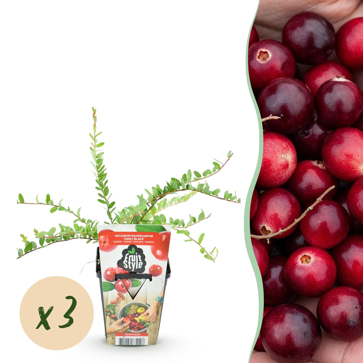 Green boutiQ - Obstpflanzen - Blaubeere - Vaccinium macrophylla Early Black - Winterhart - 3 Pflanzen - Topf 9 cm - Dunkelrote Beere