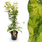 Érable du Japon Orange Dream - H 90 cm, pot Ø26 cm