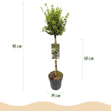Green boutiQ - Gartenpflanze - Kriechspindel Emerald Gaiety - Stammbaum - Terrassenpflanze - Immergrün - Pflegeleicht - Topf 19cm Höhe 90cm