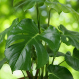 Green BoutiQ - Green is... Zimmerpflanzen - Monstera Deliciosa - Fensterblatt - Pflegeleicht - mit Korb - Grün - 1 Pflanze - Topf 17cm - Höhe 50-55cm
