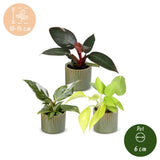 Baby Philodendron avec cache-pots Linnea olive - Pink Princess, White Princess et Neon - lot de 3