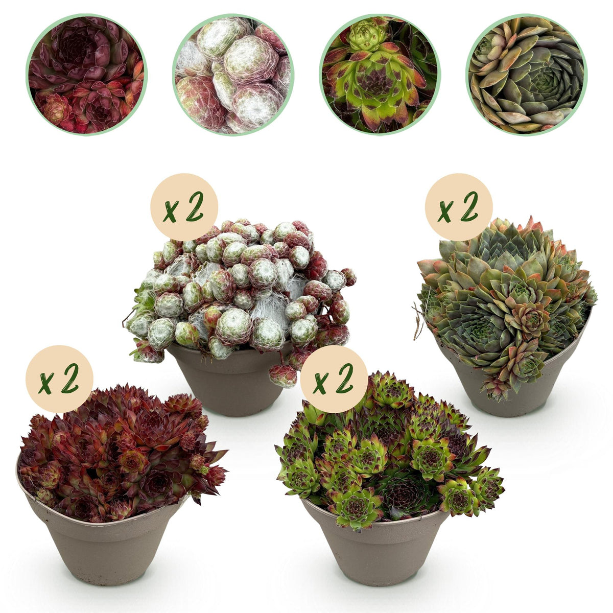 Green boutiQ - Bodendecker - Winterhart -Sempervivum Big Sam - 8 Pflanzen - Verschiedene Farben - Wenig Pflege - Topf 14 Höhe 17