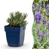 Lavande naine Dwarf Blue - Lavandula angustifolia - H 15-25 cm, pot Ø11 cm
