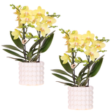 Kolibri Company | Pflanzset Poppy White Yellow | Gelbe Albenga Orchidee inkl. Keramik-Übertöpfe – Topfgröße Ø9 cm
