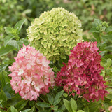 Green boutiQ - Gartenpflanze - Hydrangea paniculata Groundbreaker Blush - Greeny - Ruby - Rispenhortensie - Kompakt - Rosa-Grün-Rot - 3 Pflanzen - Topf 14cm - Höhe 20-25cm