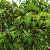Kiwaï Weiki - Actinidia arguta - H 50 cm, pot Ø15 cm