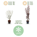 Érable du Japon Atropurpureum - H 90 cm, pot Ø26 cm
