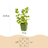 Green boutiQ - Staudenbeet-Paket - Teekräuter - 8 Stauden - 1 m2 - Verschiedene Farben - Wenig Pflege - Topf 11cm