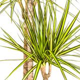 Dracaena Marginata Sunray mit Korb Ø24cm - ↕130 - 150cm
