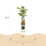 Kiwis Hayward et Weiki - 1 mâle et 3 femelles - 4 plants - H 50 cm, pot Ø15 cm