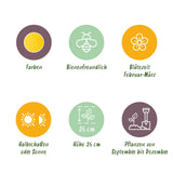 Green boutiQ - Blumenzwiebeln - Eranthis Cilicica - Farbe Gelb - 25 Stück - Zwiebelgröße 4/5 - XXL Pack