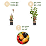 Petits fruits en mélange groseille, mûre et framboise - H 50 cm, pot Ø15 cm