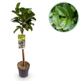 Green boutiQ - Gartenpflanze - Prunus laurocerasus Etna® - Stammbaum - Terrassenpflanze - Immergrün - Wenig Pflege - Topf 19cm Höhe 90cm