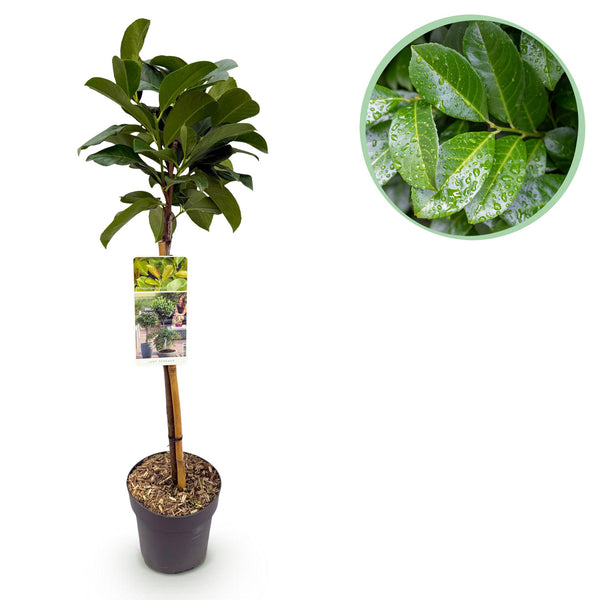 Green boutiQ - Gartenpflanze - Prunus laurocerasus Etna® - Stammbaum - Terrassenpflanze - Immergrün - Wenig Pflege - Topf 19cm Höhe 90cm