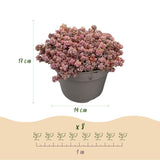Green boutiQ - Bodendecker - Winterhart - Alpen-Mischung - 8 Pflanzen - Diverse Farben - Pflegeleicht - Topf 14 Höhe 17