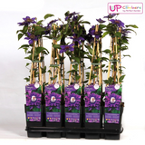 Waldrebe Multi Blue - Clematis Blauw - Ø15cm - ↕65cm