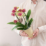 Kolibri Orchideen | Orange-gelbe Phalaenopsis Orchidee Topfgröße Ø9cm | Grosseto | blühende Zimmerpflanze - frisch vom Züchter