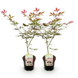 Green boutiQ - Terrassenpflanze - Japanischer Ahorn - Acer palmatum Sumi-nagashi - Rot - 2 Pflanzen - Laubabwerfend - Topf 19cm Höhe 70cm