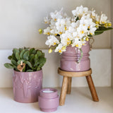 Orchidées Phalaenopsis blanches Botanic Nazaré - lot de 2 ou 4 - pot Ø9 cm