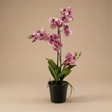 Künstliche Vanda-Orchidee, H60cm
