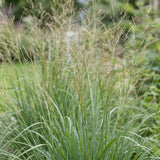 Molinie Karl Foerster - Molinia arundinacea - H 15-25 cm, pot Ø11 cm - photo 5