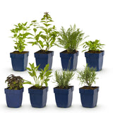 Green boutiQ – Staudenbeet-Paket – Duftend – 8 Stauden – 1 m² – Verschiedene Farben – Pflegeleicht – Topf 11 cm