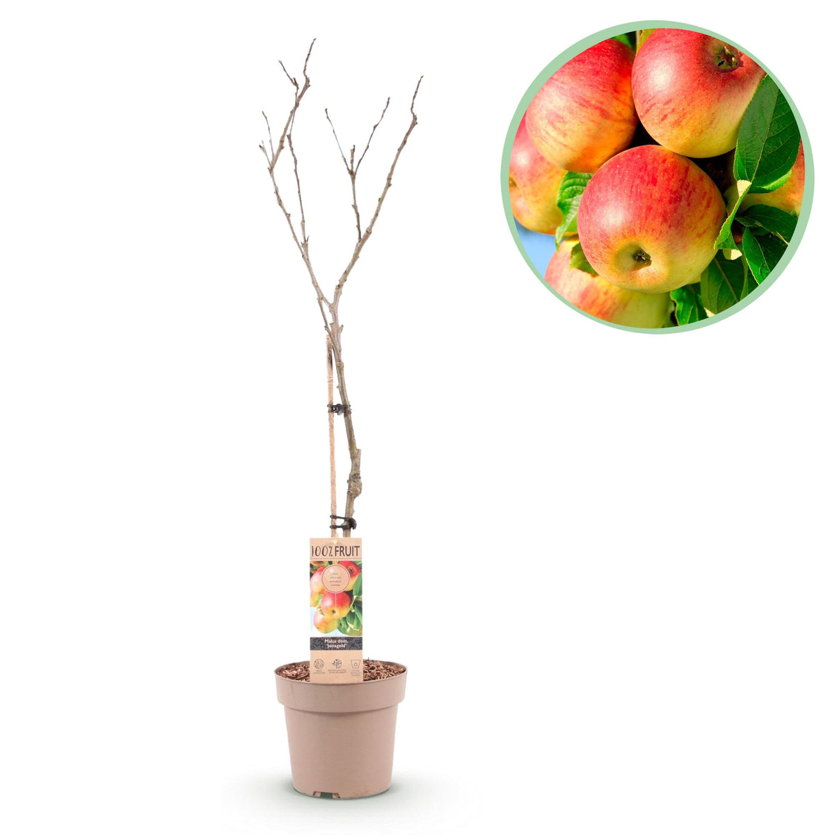 Green boutiQ - Obstbaum - Apfelbaum - Malus domestica Jonagold - Gelbgrüner Apfel - Topf 21cm Höhe 90cm