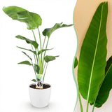 Green BoutiQ - Zimmerpflanzen - Strelitzia Nicolai - Paradiesvogelblume - Pflegeleicht - Grün - 1 Pflanze - mit weißem Topf - Topf 21cm - Höhe 110-120cm