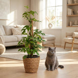Green boutiQ - Zimmerpflanze - Mini Monstera - Monstera Minima am Moosstab - Grün - Pflegeleicht - 1 Pflanze - Topf 19cm - Höhe 90cm