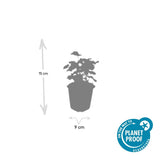 Alchémille en godet - Alchemilla mollis - H 10-25 cm, pot Ø9 cm - photo 5