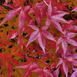 Green boutiQ - Terrassenpflanze - Japanischer Ahorn - Acer palmatum Pink Dwarf - Rosa - 1 Pflanze - Laubabwerfend - Topf 19cm Höhe 70cm