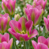 Tulipe Strawberry Lemonade en mélange - 48 bulbes