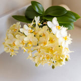 Orchidée Phalaenopsis jaune Botanic Yellow avec cache-pot Horizon jaune - H 30 cm, pot Ø9 cm