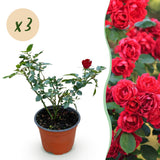 Green boutiQ - Gartenrose - Rosa Rote The Fairy - Rose - Winterhart - Rot - 3 Pflanzen - Topf 12cm - Höhe 20-25cm