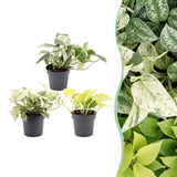 Pothos tricolore - Epipremnum - lot de 3