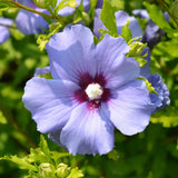 Green boutiQ - Gartenpflanze - Hibiscus syriacus Oiseau Bleu - Gartenhibiskus - Winterhart - Blau - 3 Pflanzen - Topf 17cm - Höhe 45cm