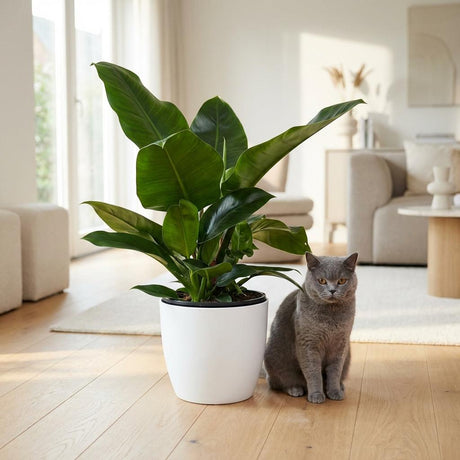 Green boutiQ - Zimmerpflanze - Philodendron - Philodendron Imperial Green - Grün - Pflegeleicht - 1 Pflanze - mit Korb - Topf 19cm - Höhe 65cm