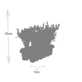 1x 6er-Pack Ilex crenata 'Jenny' – 6 x Ø7 cm – ↕15 cm