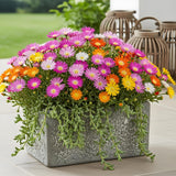 Green boutiQ - Bodendecker - Winterhart - Delosperma Jewel of Dessert - 4 Pflanzen - Farben Rot - Orange - Lila - Rosa - Pflegeleicht - Topf 14 Höhe 17