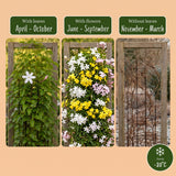Jasmins grimpants en mélange - Jasminum - H 35 cm, pot Ø9 cm - photo 6